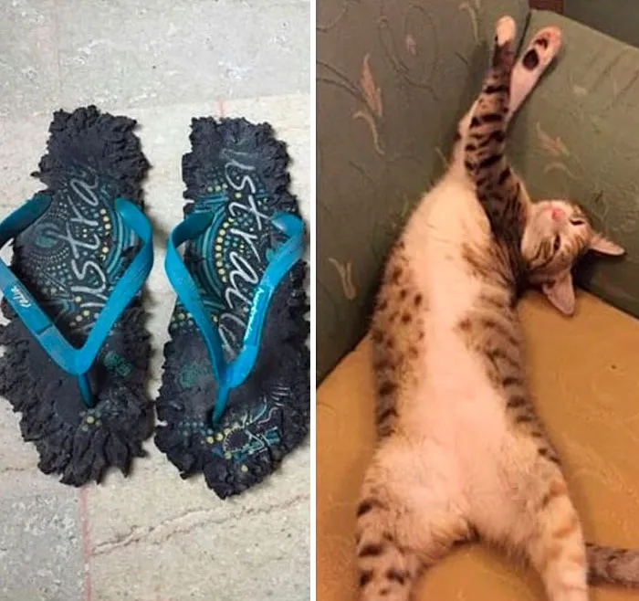 30 Times Jerk Cats Were Publicly Shamed For Their Hilariously Horrible Crimes