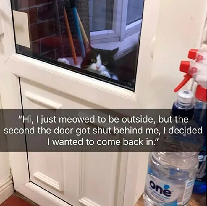 30 Times Jerk Cats Were Publicly Shamed For Their Hilariously Horrible Crimes