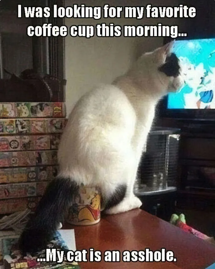30 Times Jerk Cats Were Publicly Shamed For Their Hilariously Horrible Crimes