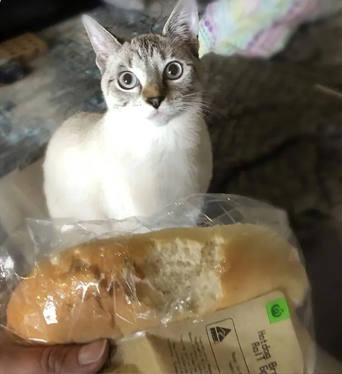 30 Times Jerk Cats Were Publicly Shamed For Their Hilariously Horrible Crimes