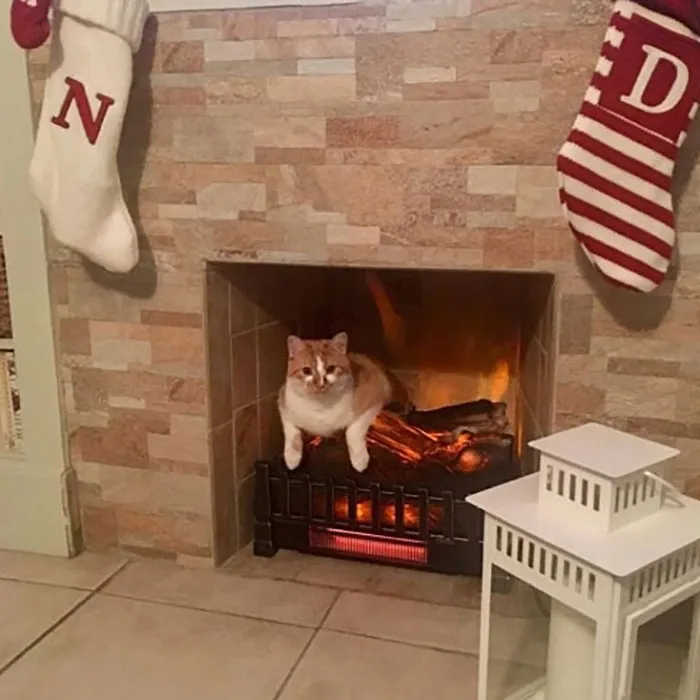 30 Times Jerk Cats Were Publicly Shamed For Their Hilariously Horrible Crimes