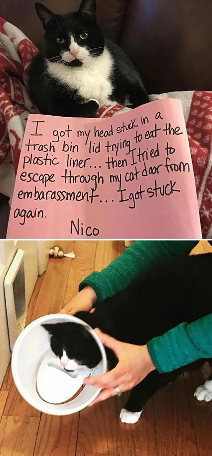 30 Times Jerk Cats Were Publicly Shamed For Their Hilariously Horrible Crimes