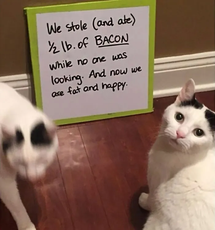 30 Times Jerk Cats Were Publicly Shamed For Their Hilariously Horrible Crimes