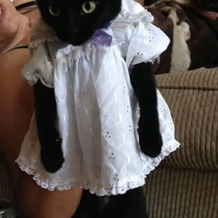 30 Times Jerk Cats Were Publicly Shamed For Their Hilariously Horrible Crimes