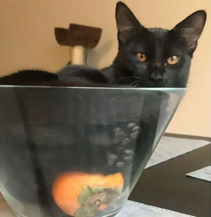 30 Times Jerk Cats Were Publicly Shamed For Their Hilariously Horrible Crimes
