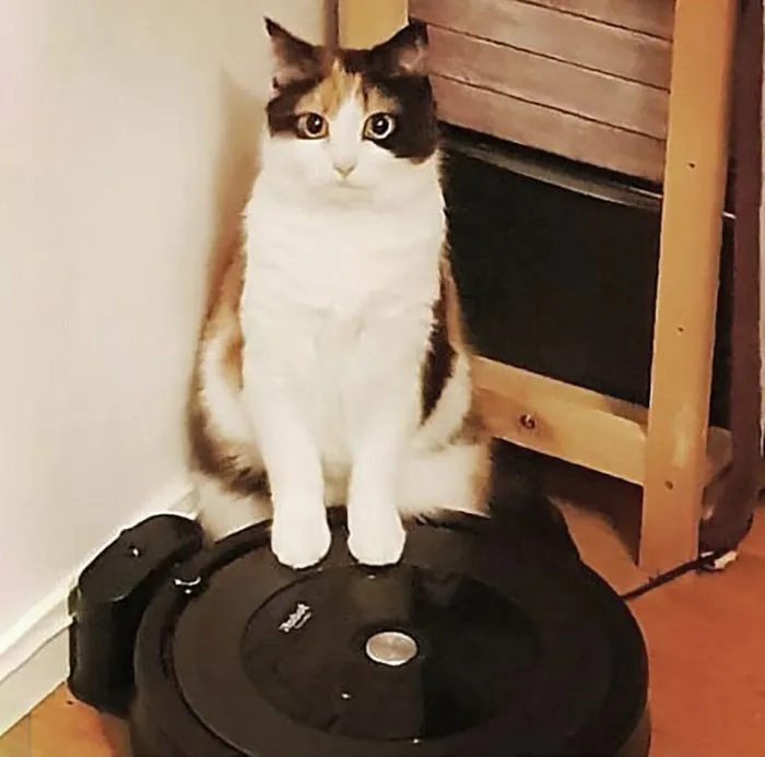 30 Times Jerk Cats Were Publicly Shamed For Their Hilariously Horrible Crimes