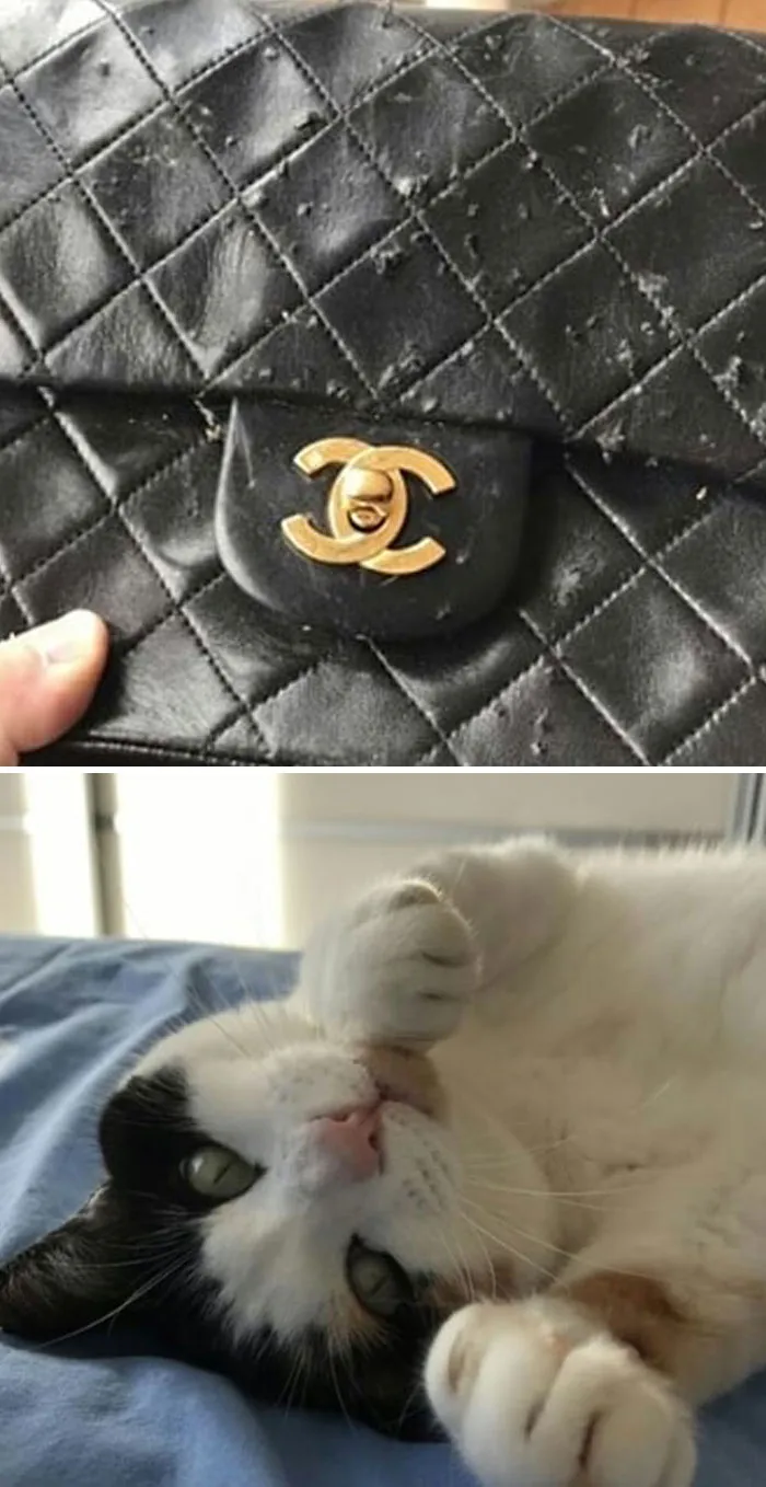30 Times Jerk Cats Were Publicly Shamed For Their Hilariously Horrible Crimes