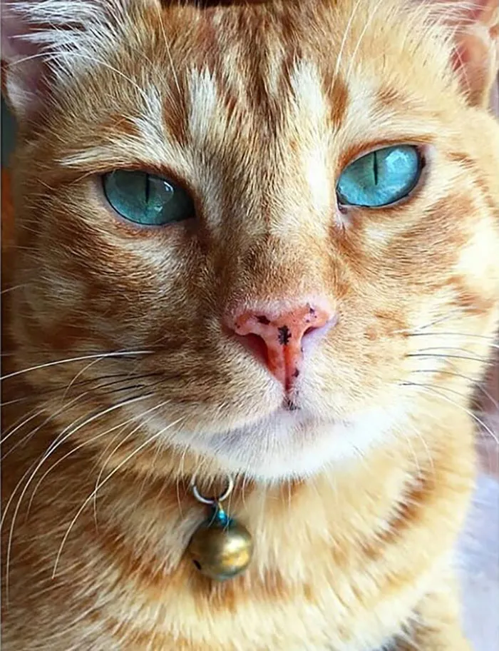 30 Times Jerk Cats Were Publicly Shamed For Their Hilariously Horrible Crimes