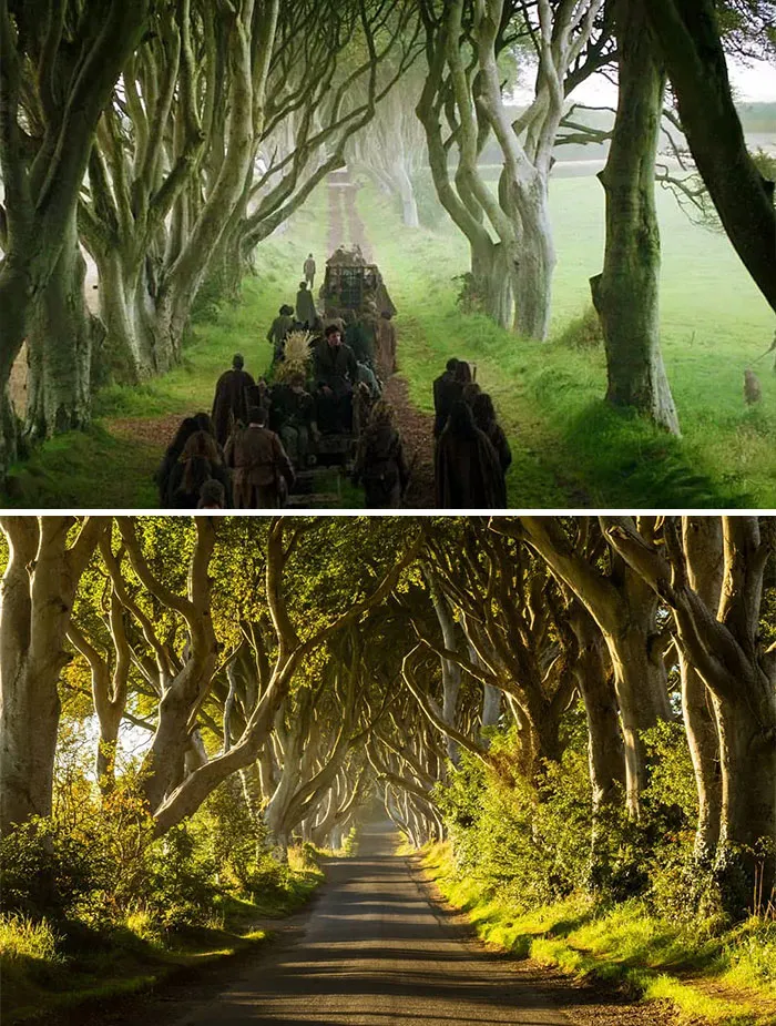 Dark Hedges, Irlanda Del Norte - Camino Del Rey