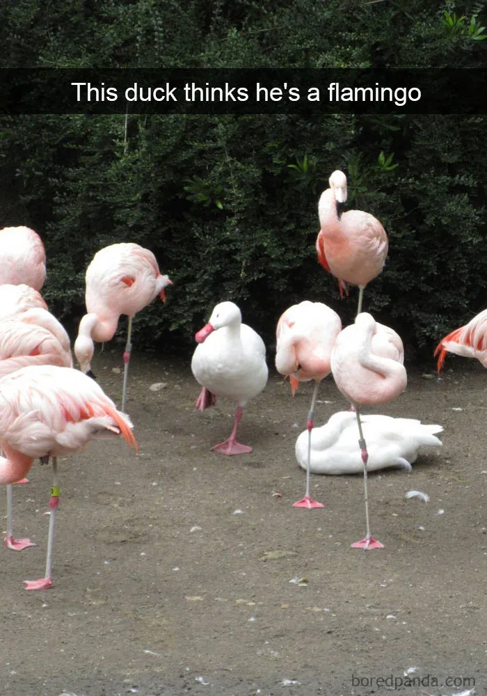 50 Times Birds Were So Funny, People Just Had To Snapchat Them