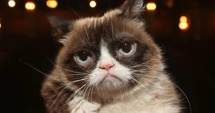 Grumpy Cat Dies Aged 7