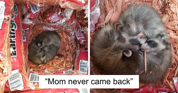 Home Depot Workers Find Raccoon Babies In Mulch Pallet, Put Up Adorable Sign So Nobody Would Disturb Them