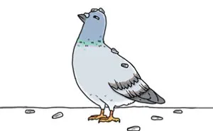 I Show What Birds Would Say If They Could Talk (26 Pics)