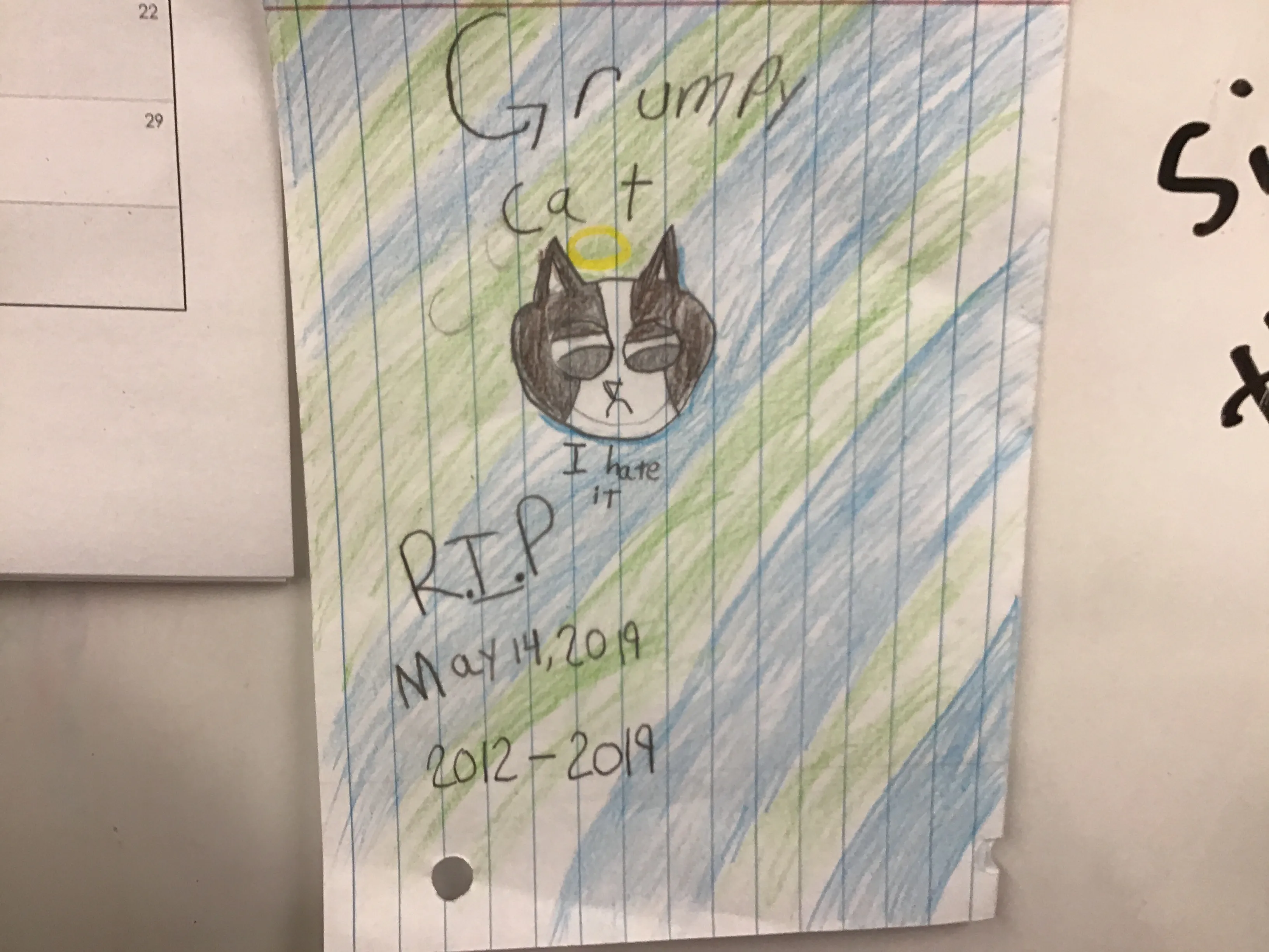 Grumpy Cat