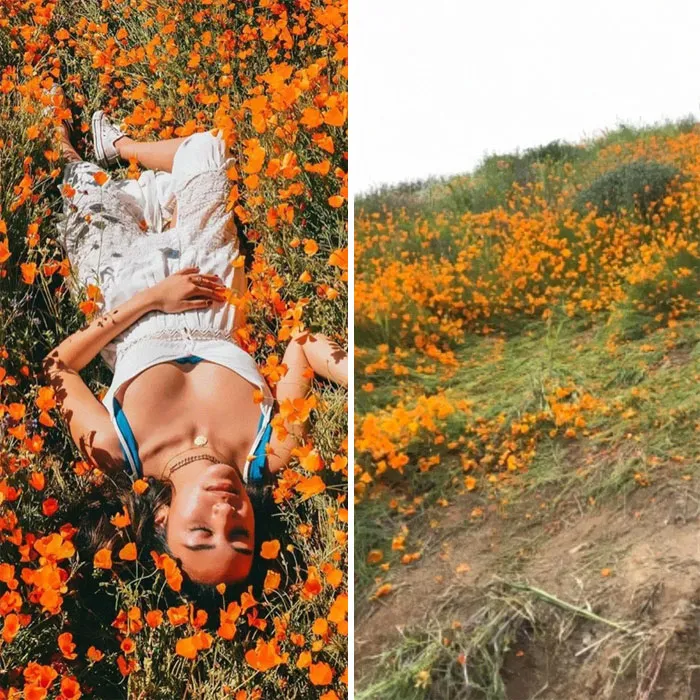 Instagrammers Are Ruining California's Super Bloom