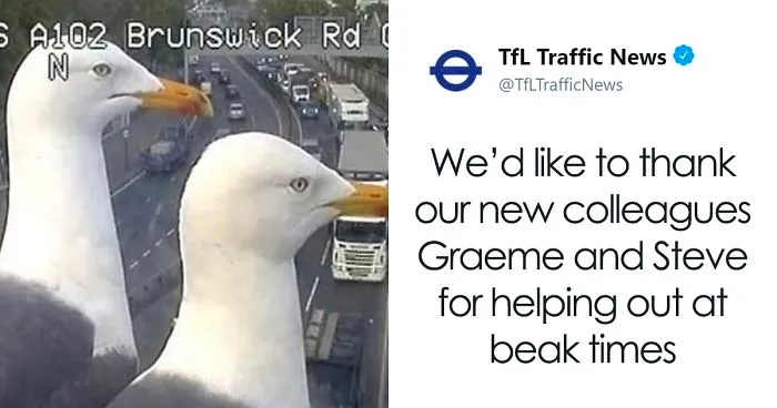 Two Seagulls - Graeme And Steve - Keep Showing Up On London Traffic Cam, Become Twitter-Famous