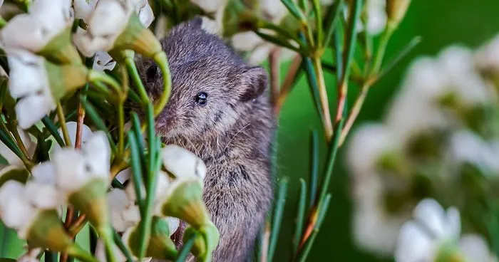 I Capture The Life Of A Little Mouse Who Was Rescued From Cat's Mouth