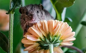 I Capture The Life Of A Little Mouse Who Was Rescued From Cat's Mouth