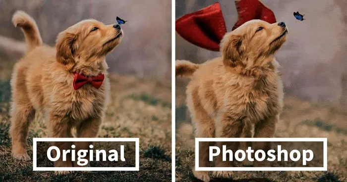 Picture Of A Beautiful Puppy With A Butterfly Inspired A Photoshop Battle And Here Are 11 Of The Best Examples