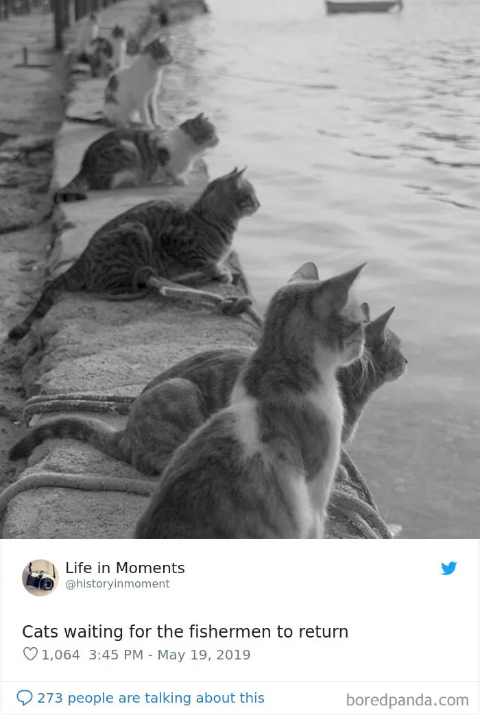 Gatos esperando a que vuelvan los botes de pesca en Grecia, 1970