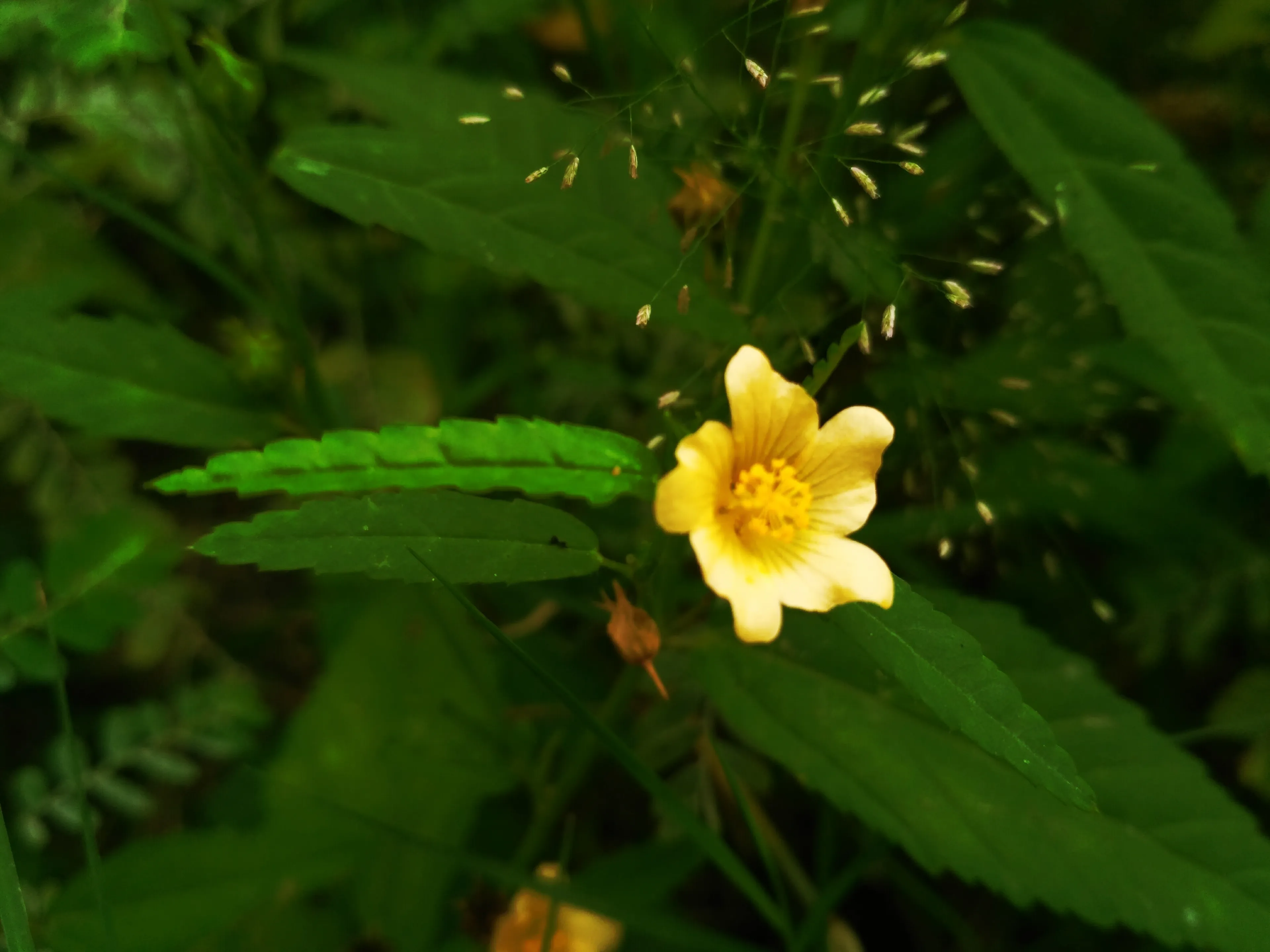 Flowers Photography