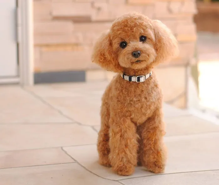 25 Wool Animals That Will Make You Look Twice
