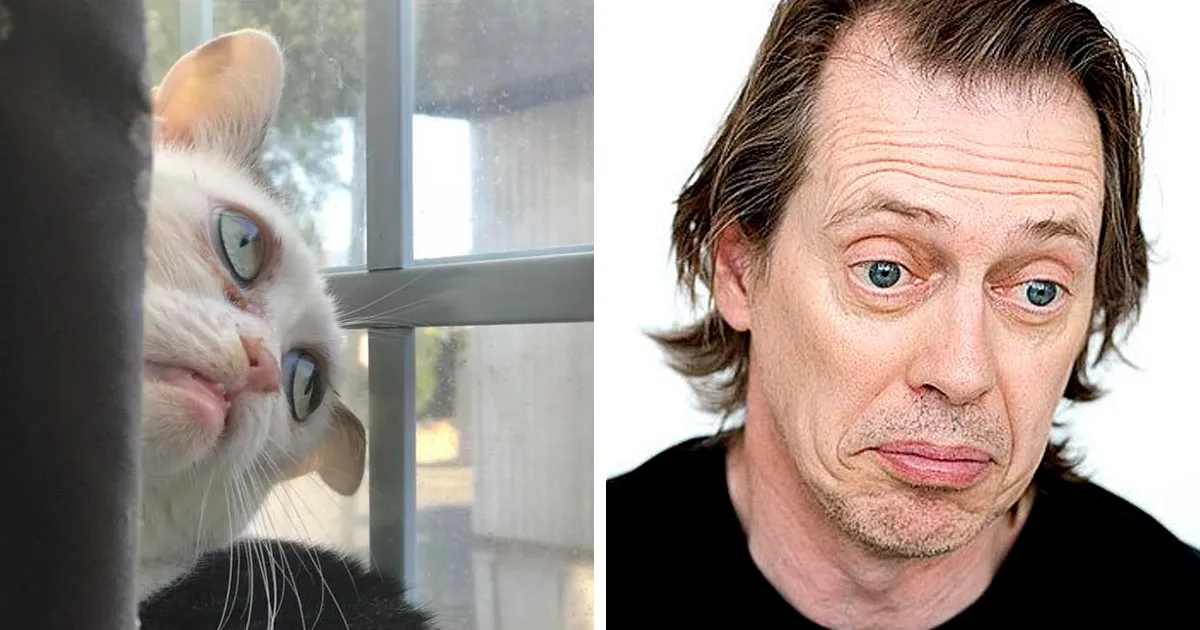Esta mujer adoptó un gato que llevaba en el refugio desde que tenía 2 días, y se parece a Steve Buscemi
