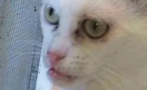 Woman Adopts Cat That Has Been Living In A Shelter Since It Was 2 Days Old, Realizes It Looks Like Steve Buscemi