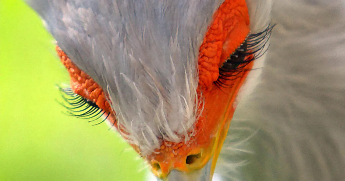 El pájaro secretario es tan hermoso que podría ser fácilmente un personaje de Pixar