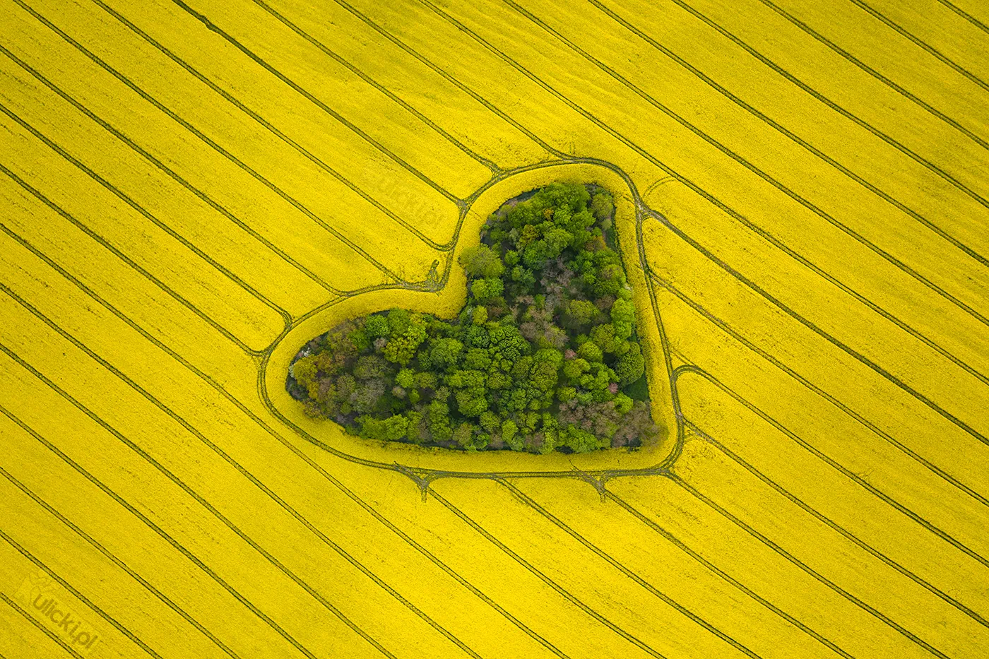 "Grove Of Love" - Natural Heart Captured By Jan Ulicki