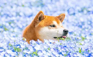 This Shiba Inu Is The Cutest Flower Boi In Japan And His 19 Pics Are Making People Happy