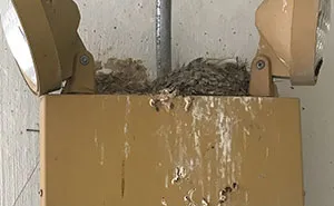 People Kept Destroying These Swifts' Nests So Someone Put Up A Sign Explaining Why We Need To Protect Them