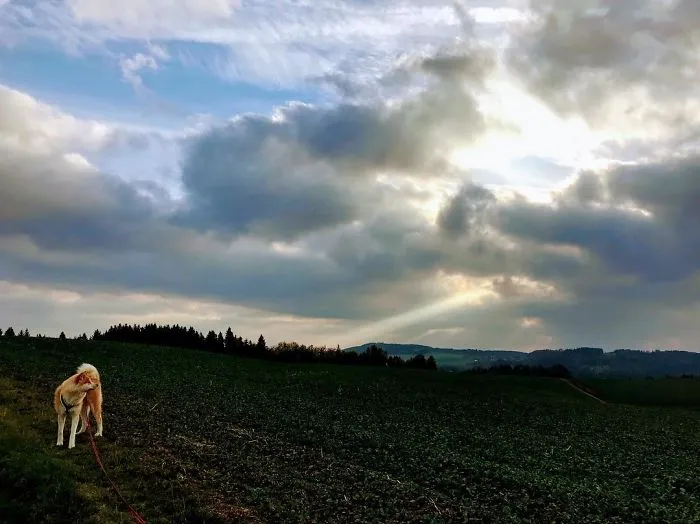 Hiking With An Akita Inu