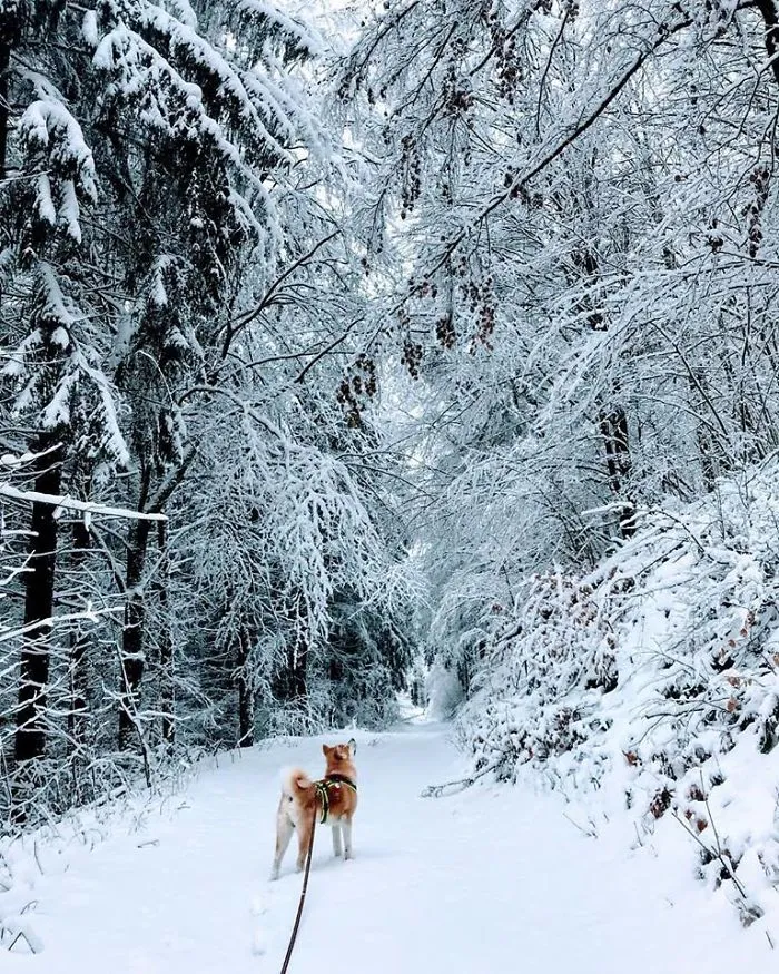 Hiking With An Akita Inu