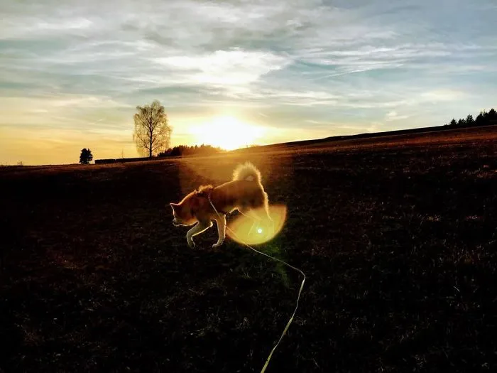 Hiking With An Akita Inu