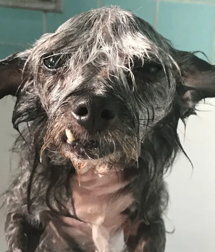 Pepper On A Good Hair Day!