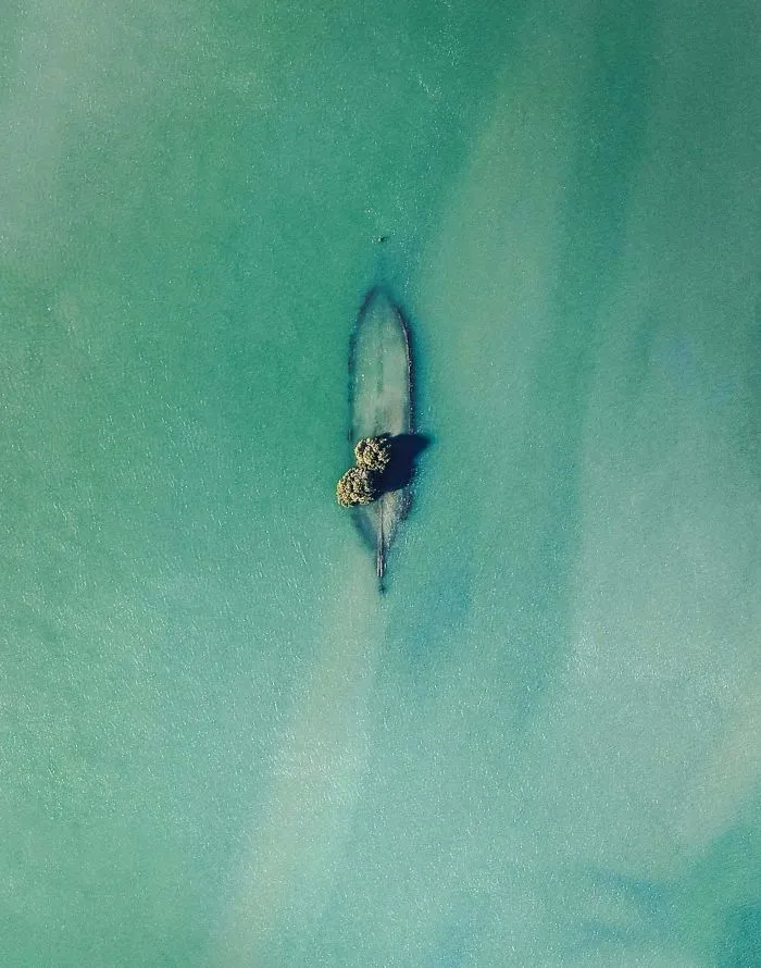 Árboles creciendo dentro del casco de un barco hundido