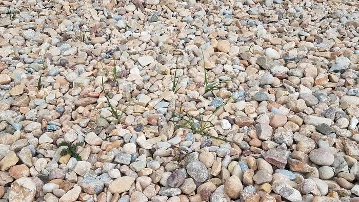 No conseguía que creciera el césped, así que puse un lecho de rocas. 6 meses después el césped crece mejor que nunca