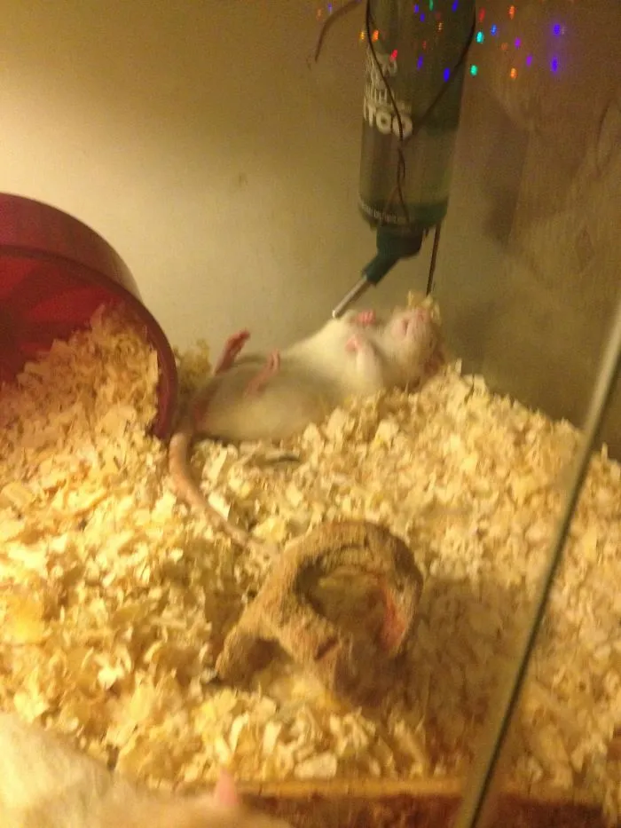 Gives Me A Heart Attack Every Time, But He Loves To Sleep Like That!