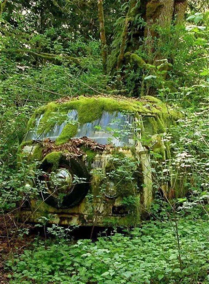Just A Little Moss, It Will Buff Out