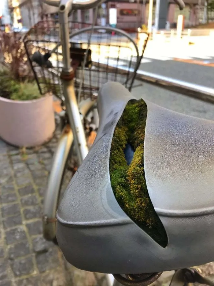 Colony Of Moss Growing Inside A Bike Seat