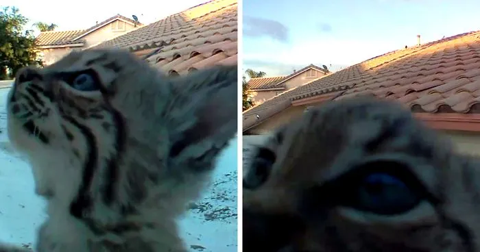 Bobcat Gives Birth To A Litter Of Kittens On Guy's Roof, So Next Year He Sets Up A Camera