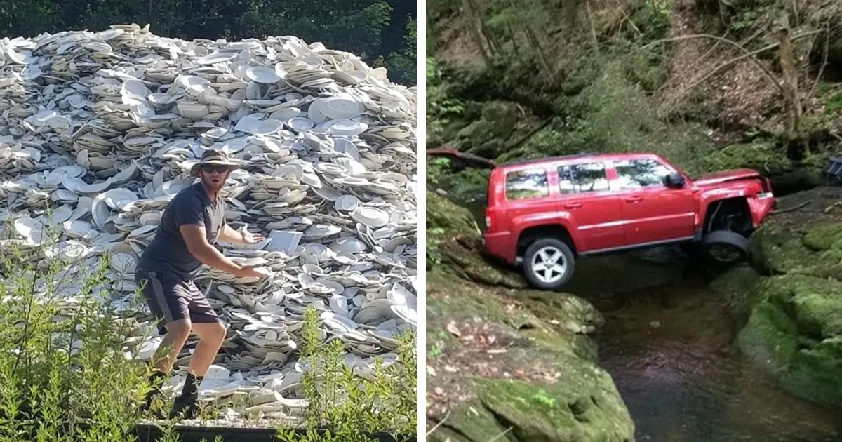 40 Personas que encontraron algo raro en el bosque y tuvieron que compartirlo