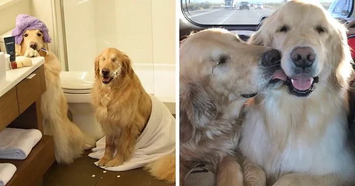 This Blind Golden Retriever And His Guide Dog Best Friend Are Warming People's Hearts