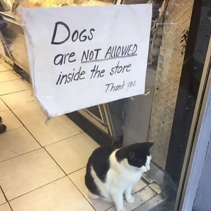 Guardia de seguridad de la tienda. Quizá por eso no permiten perros