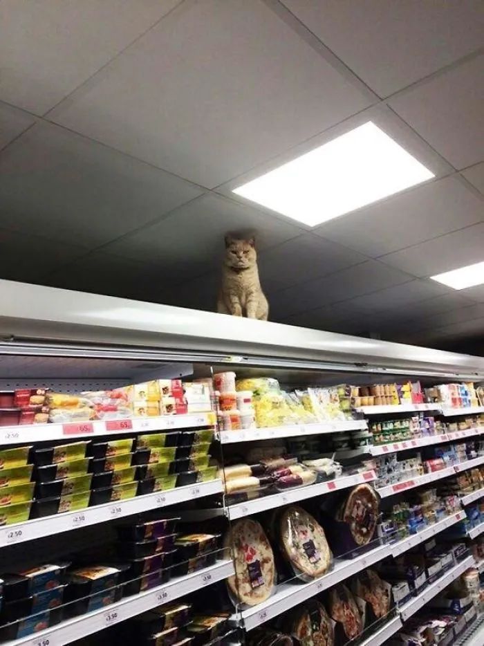 Seguridad en la tienda