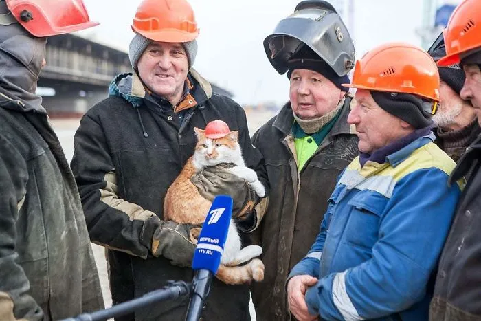 Gato con su propio casco de obra