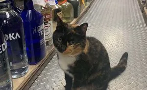People Are Posting Photos Of Working Cats (25 Pics)