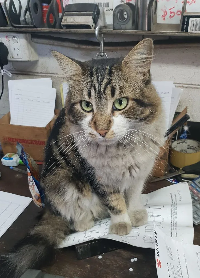 Oscar The Truck Repair Cat Offering To Help Us Out With Our Paperwork