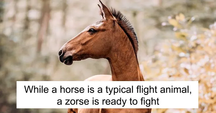 I Photographed A Zorse – The Hybrid Most People Don't Think Exists (10 Photos)